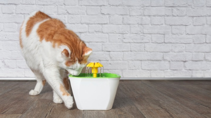 Thirsty orange and white cat drinks from a pet drinking fountain