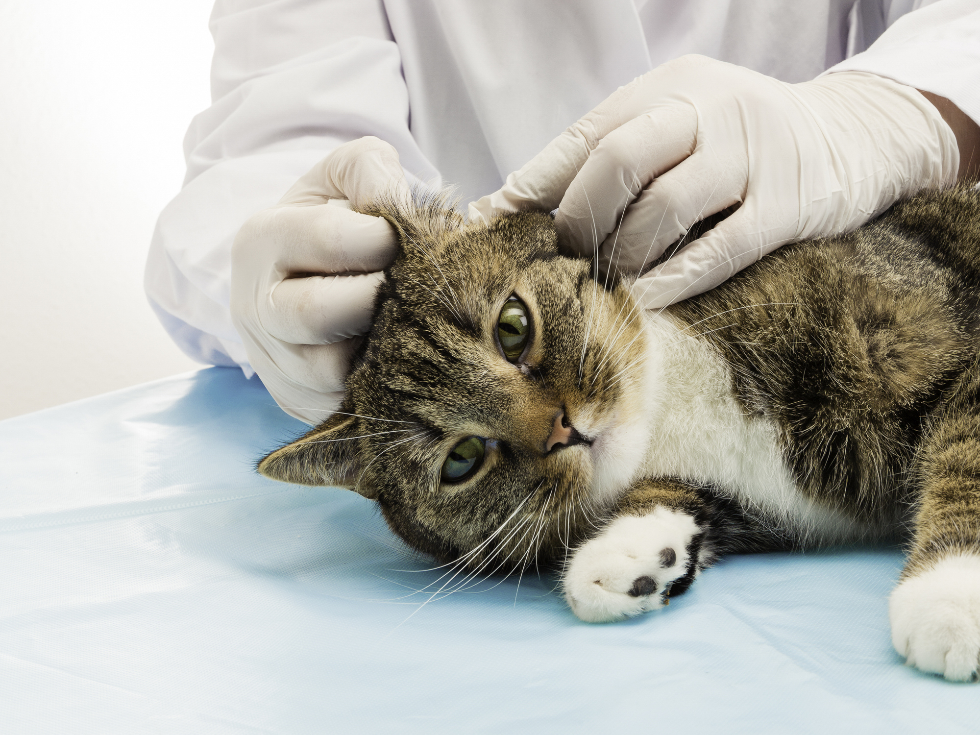 Veterinarian treating a relaxed cats ears
