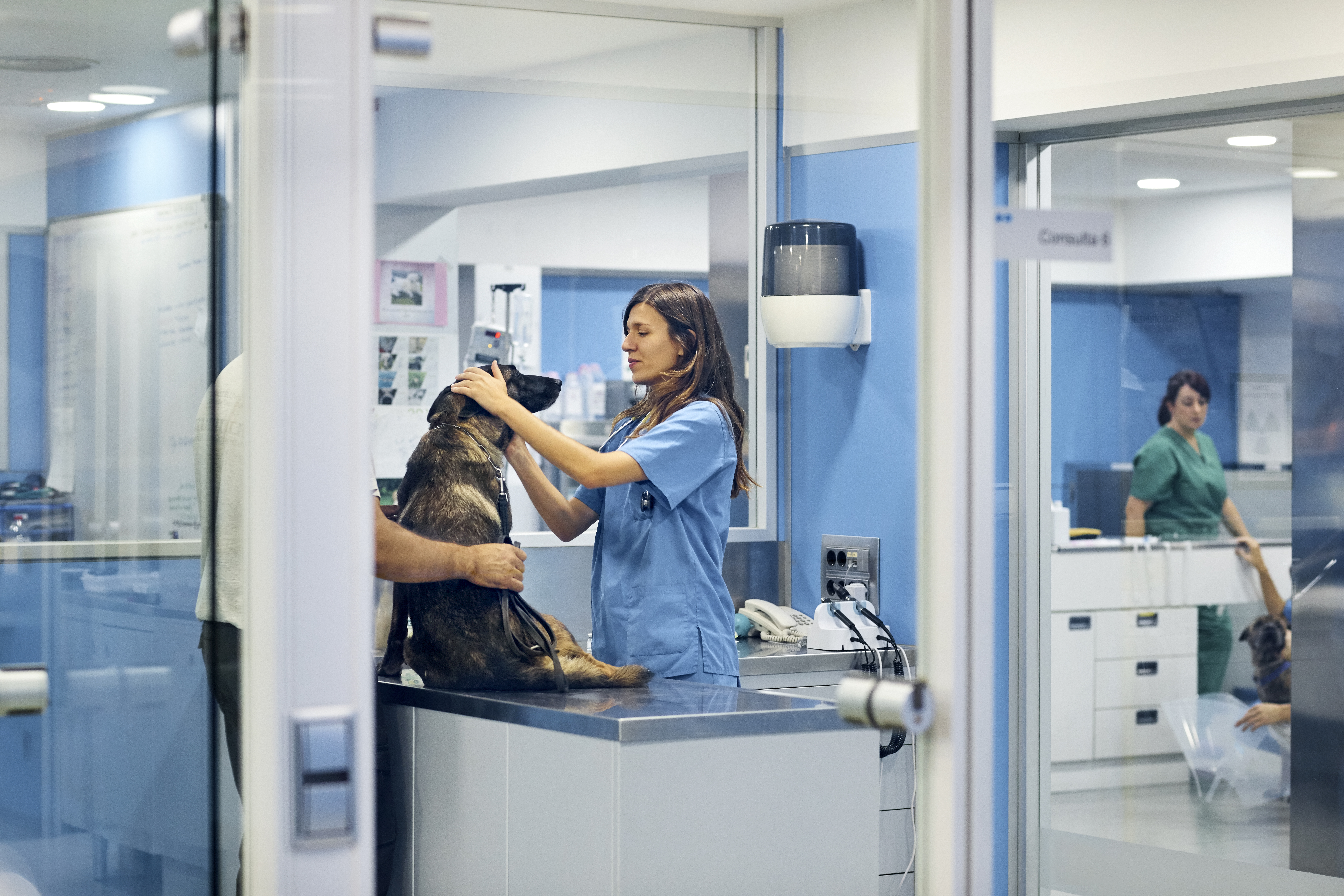 A vet examines a German Shepherd while his owner holds him 