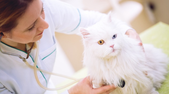 Veterinarian with stethoscope examining white Persian cat with two different coloured eyes
