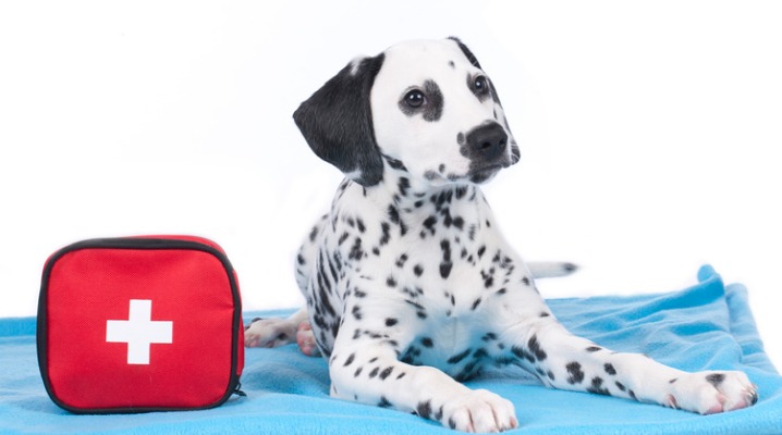 Young dalmatian sits next a first aid kit on a blue fleece blanket 