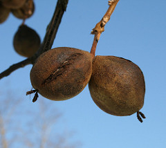 Black Walnut Fruit in Winter