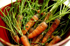 Baby Organic Carrots from Garden 10-6-09IMG_6718