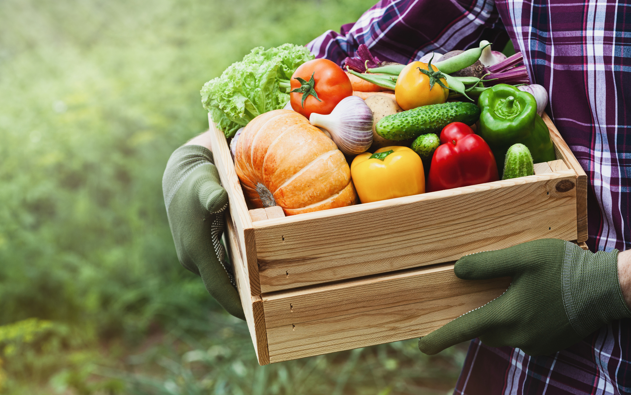 Farmer holds wooden box with vegetables from the garden